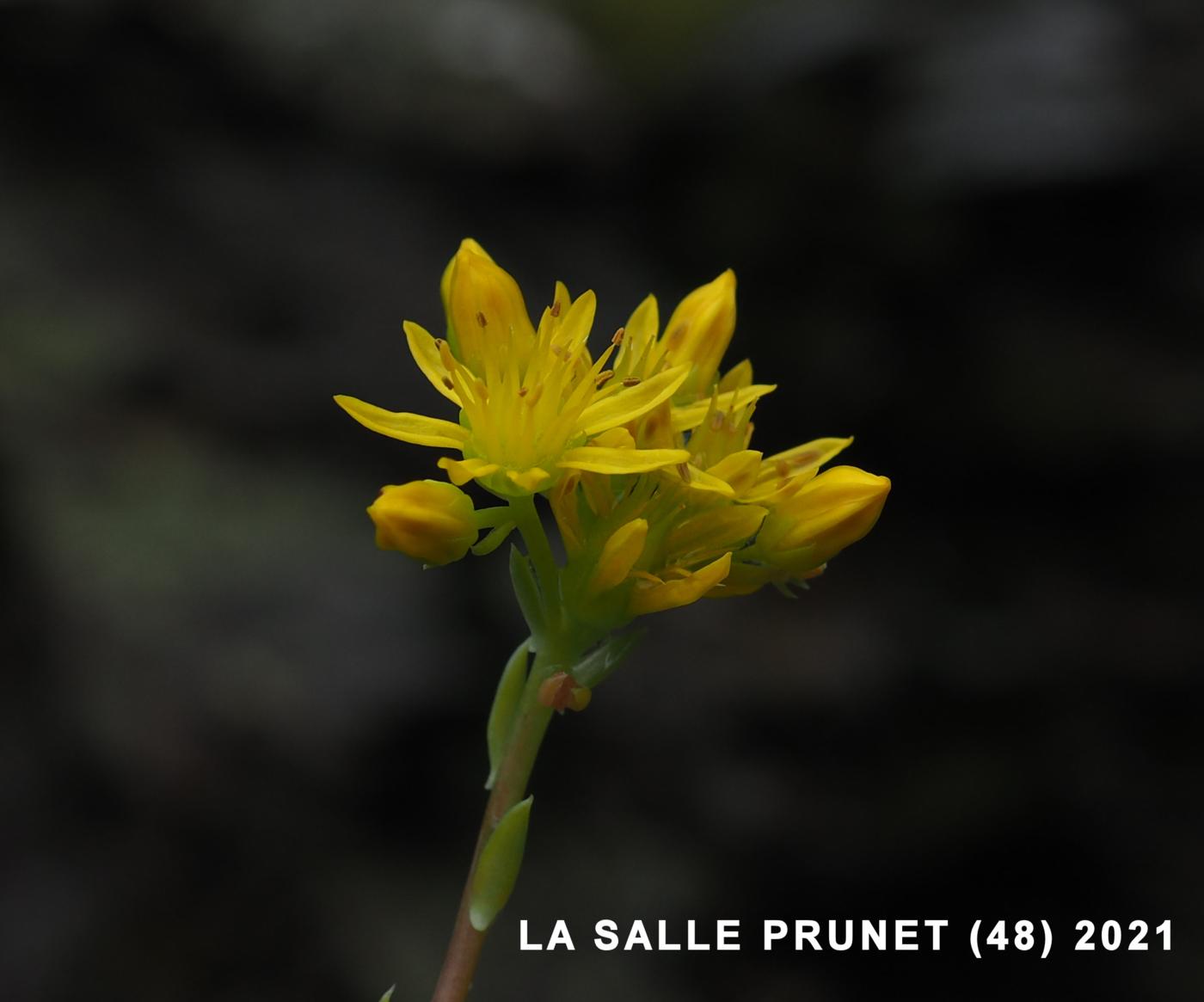 Stonecrop, Reflexed flower